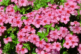 100 PINK DRUMMOND PHLOX Phlox Drummondii Flower Seeds