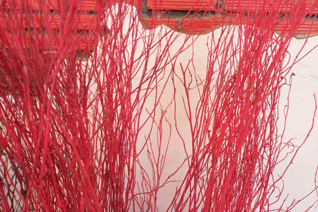 20 RED TWIG DOGWOOD American Red Osier Shrub White Flower Cornus Sericea Seeds
