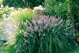 25 Dwarf Purple CHINESE FOUNTAIN GRASS Pennisetum Alopecuroides Hardy Ornamental Seeds