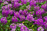 500 Sweet ALYSSUM ROYAL CARPET Lobularia Maritima Violet Blue Flower Seeds