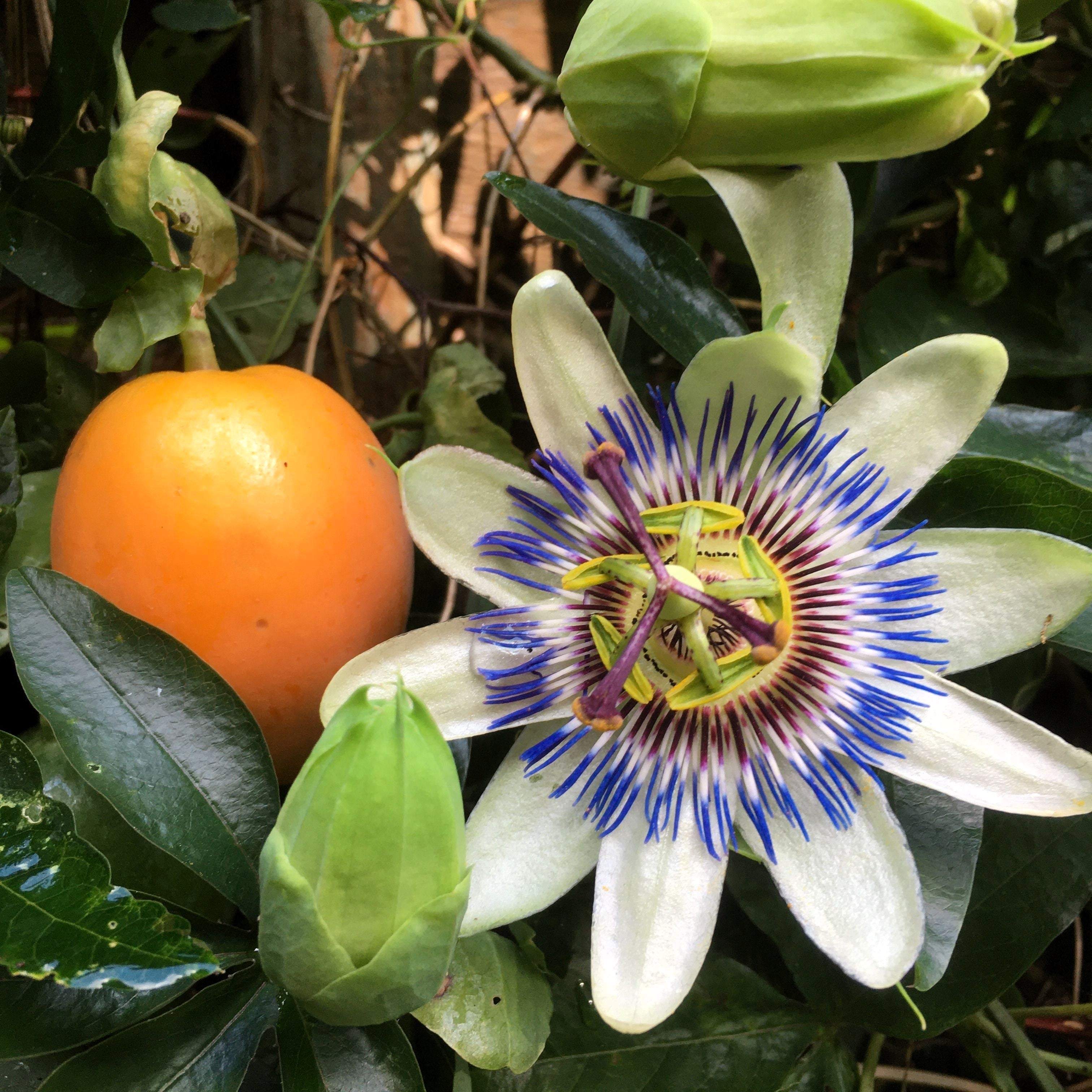 10 Blue Crown PASSION FLOWER / Passion FRUIT Passiflora Caerulea