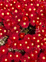 100 Gelato Bright RED ICE PLANT Mesembryanthemum Daisy Livingstone Flower Seeds