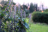 50 MOTHERWORT (Lions Tail / Heartwort) Leonurus Cardiaca Herb Flower Seeds