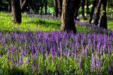 5 LILYTURF Liriope Muscari aka Big Blue Lily Turf / Monkey Grass Flower Seeds