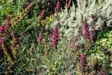 10 Organic California HUMMINGBIRD SAGE Salvia Spathacea Magenta Red Flower Herb Seeds