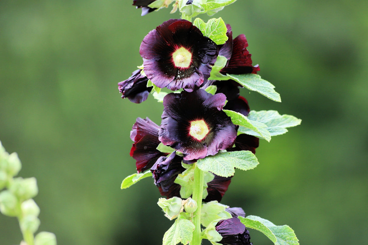 25 BLACK HOLLYHOCK Alcea Rosea Nigra Flower Seeds