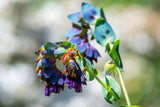 10 BLUE SHRIMP PLANT / Honeywort Cerinthe Major Flower Seeds