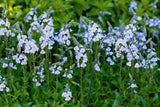 25 BLUE STREAK SPEEDWELL Veronica Gentianoides Flower Seeds