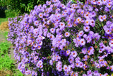 100 PURPLE Smooth Violet PRAIRIE ASTER Aster Tanacetifolia Tahoka Daisy Flower Seeds