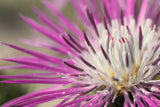 25 AMERICAN ROSE (Centaurea Aloha / American Starflower / American Basket Flower / America Starthistle) Centaurea Americana Flower Seeds
