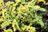 50 Pacific Mix STATICE (Sea Lavender) Mixed Colors  Limonium Sinuatum Flower Seeds