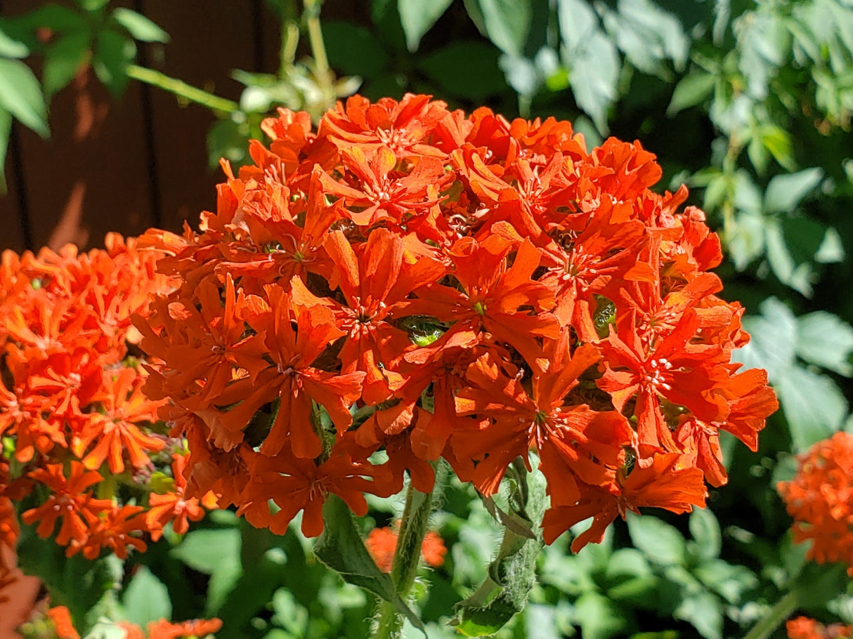 300 MALTESE CROSS Jerusalem Cross Lychnis Chalcedonica Campion Silene Flower Seeds