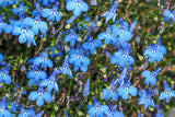 200 SKY BLUE LOBELIA Regatta Lobelia Erinus Flower Seeds