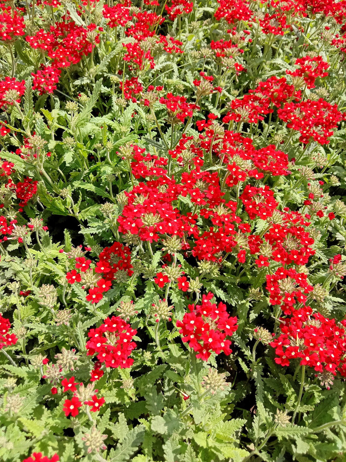 50 SCARLET VERBENA Red Nana Compacta Fragrant Flower Seeds