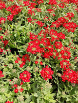 50 SCARLET VERBENA Red Nana Compacta Fragrant Flower Seeds