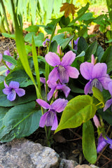 100 PRAIRIE VIOLET PURPLE Viola Pedatifida Palmata Flower Seeds