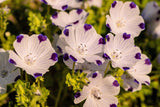 750 FIVE SPOT Nemophila Maculata White & Purple Flower Seeds