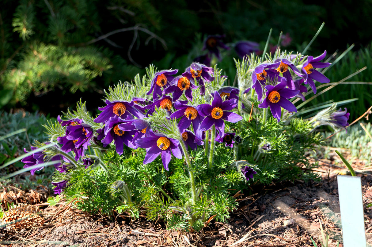 25 VIOLET ANEMONE Pulsatilla Vulgaris Purple PASQUE Flower Seeds