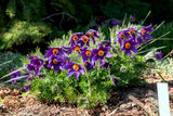 25 VIOLET ANEMONE Pulsatilla Vulgaris Purple PASQUE Flower Seeds