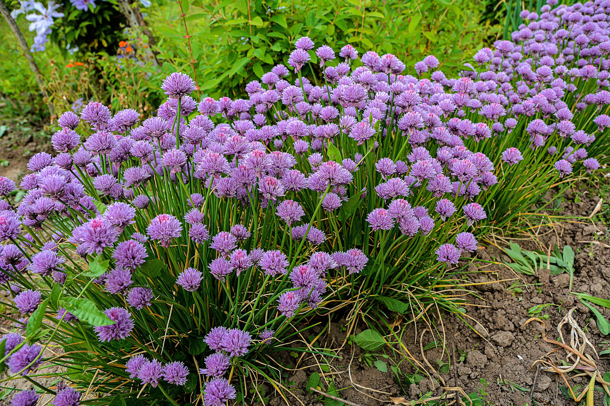 500 CHIVE Allium Schoenoprasum Vegetable Seeds