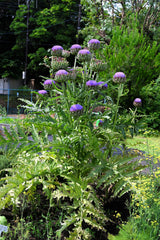 50 PURPLE ROMAGNA ARTICHOKE Italian Cynara Scolymus Flower Vegetable Seeds