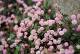 20 PUNCHING BALLS Pink Buttons Persicaria Capitata Polygonum Flower Seeds