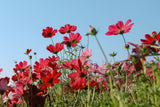 300 RED COSMOS DAZZLER Cosmos Bipinnatus Flower Seeds