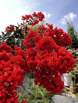 35 RED CREPE MYRTLE Lagerstroemia Indica Flowering Shrub Bush Small Tree Seeds