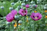 1000 HUNGARIAN BREADSEED POPPY Papaver Somniferum Purple Blue Flower Seeds
