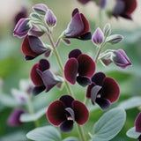 20 Royal MAROON SWEET PEA Lathyrus Odoratus Vine Dark Red Fragrant Flower Seeds