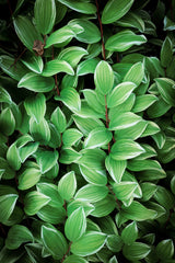 15 Variegated SOLOMONS SEAL Polygonatum Biflorum Canaliculatum Flower Seeds