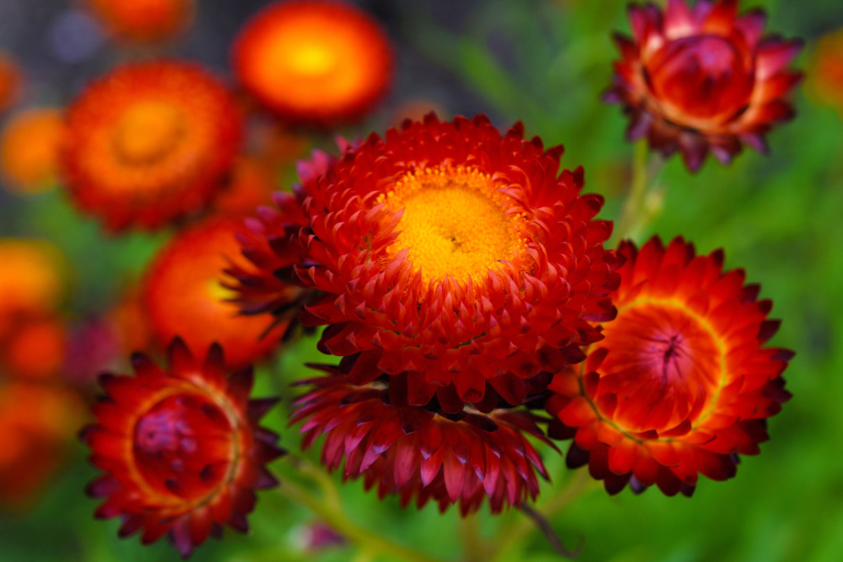 100 Red FIRE BALL STRAWFLOWER Xerochrysum Bracteatum Helichrysum Monstrosum Flower Seeds