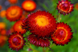 100 Red FIRE BALL STRAWFLOWER Xerochrysum Bracteatum Helichrysum Monstrosum Flower Seeds