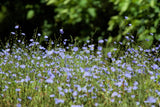 1000 CHICORY (Blue Daisy / Blue Sailors / Coffeeweed / Succory) Cichorium Intybus Flower Herb Seeds
