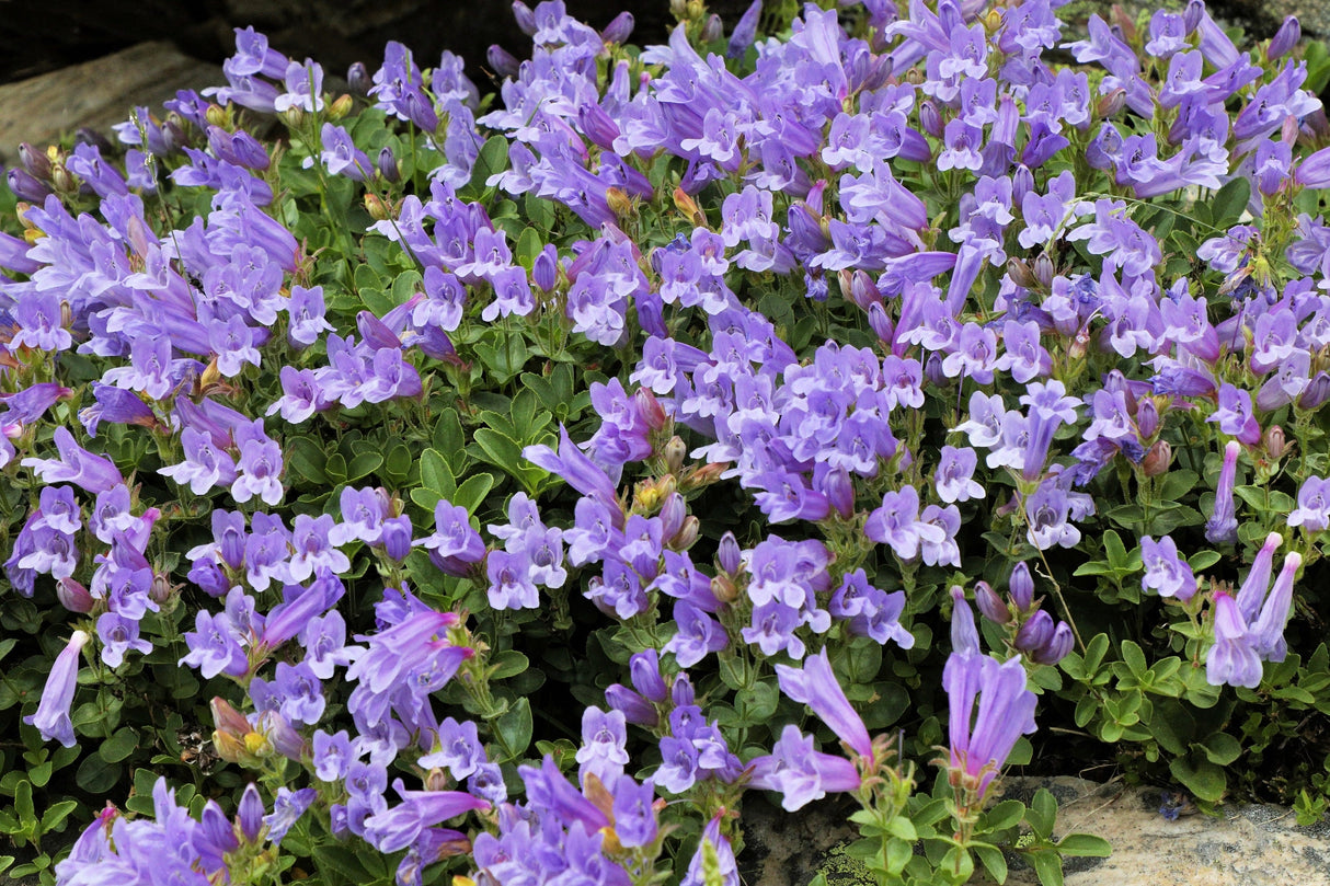 50 ALPINE PENSTEMON Davidsonii Davidson's Beardtongue Purple Flower Seeds