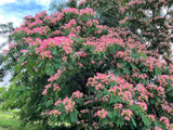 25 MIMOSA / Persian SILK TREE Albizia Julibrissin Seeds