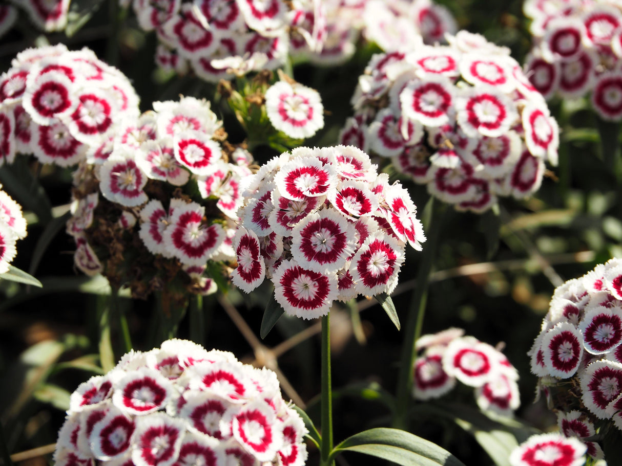 50 HOLBORN GLORY DIANTHUS Barbatus Red & White Sweet William Flower Seeds