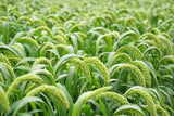 50 LIMELIGHT SPRAY MILLET Light Lime Green Flower Setaria Italica Grass Seeds