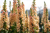 1000 FOXGLOVE EXCELSIOR MIX Digitalis Purpurea Mixed Colors Flower Seeds