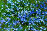 200 SKY BLUE LOBELIA Regatta Lobelia Erinus Flower Seeds