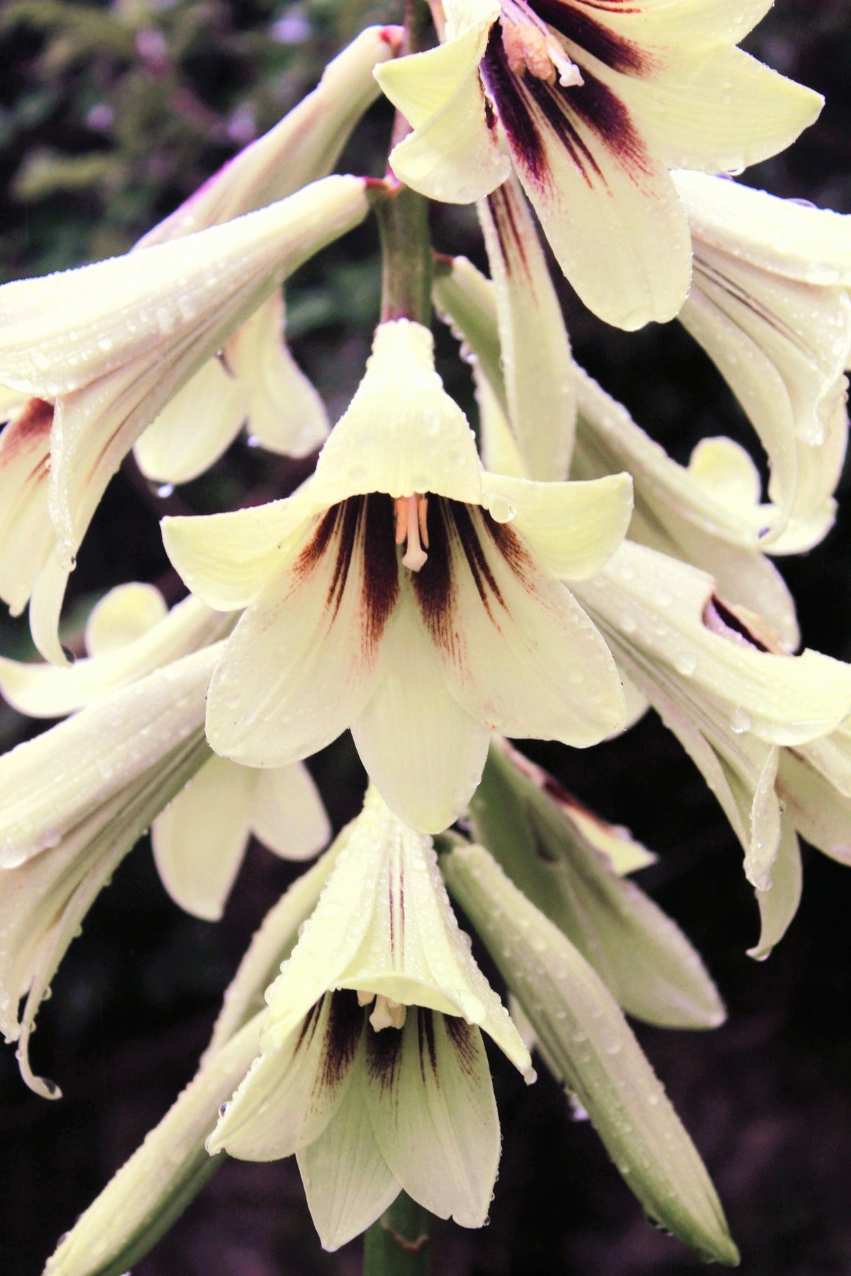 10 Seeds GIANT HIMALAYAN LILY Cardiocrinum Giganteum White & Red Shade Flower