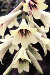 10 Seeds GIANT HIMALAYAN LILY Cardiocrinum Giganteum White & Red Shade Flower