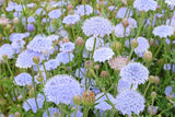 100 Organic BLUE LACE FLOWER aka Didiscus & Island Daisy Trachymene Coerulea Flower Seeds