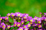 50 PURPLE ROBE SAXIFRAGA Arendsii Moss Rockfoil Evergreen Flower Seeds