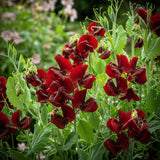 10 BLACK Knight SWEET PEA Lathyrus Odoratus Fragrant Flower Vine Seeds