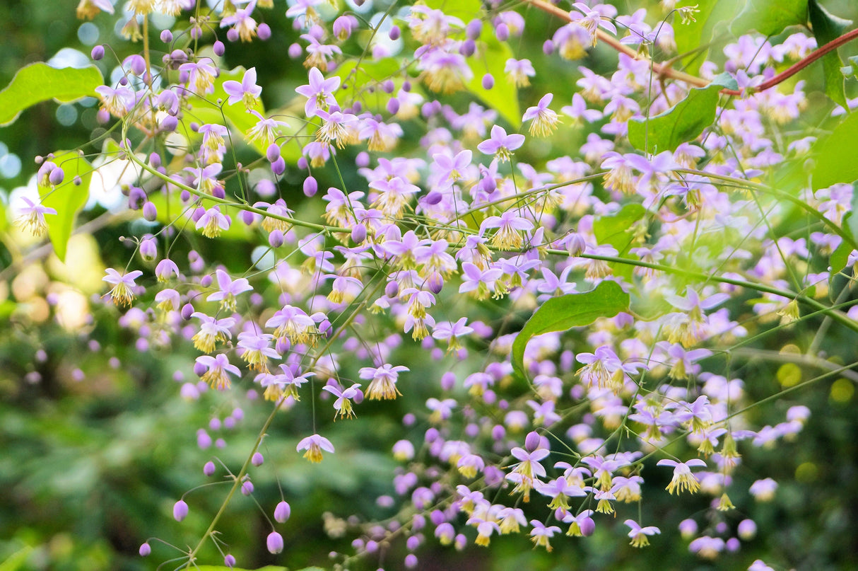 5 CHINESE MEADOW RUE Pink Yunnan Thalictrum Dipterocarpum Delavayi Flower Seeds