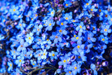 500 Blue FORGET ME NOT Myosotis Sylvatica Shade or Sun Perennial Flower Seeds