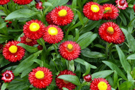 100 Red FIRE BALL STRAWFLOWER Xerochrysum Bracteatum Helichrysum Monstrosum Flower Seeds
