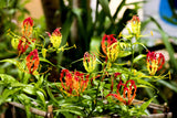 10 RED GLORIOSA LILY Flame Lily Gloriosa Superba Red & Yellow Flower Vine Seeds