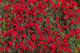 550 MAIDEN PINKS Mixed Colors Dianthus Deltoides Flower Seeds
